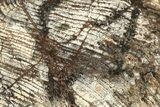 Polished Strelley Pool Stromatolite Slab - Billion Years Old #221705-1